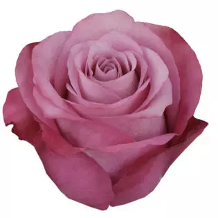  Roses 50cm Lavender Opus