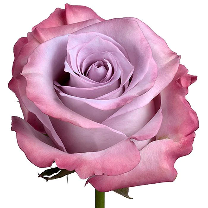 Roses 50cm Lavender Purple Haze