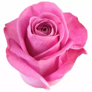  Roses 50cm Lavender Soulmate