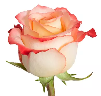 Roses 50cm Bicolor Orange Cabaret