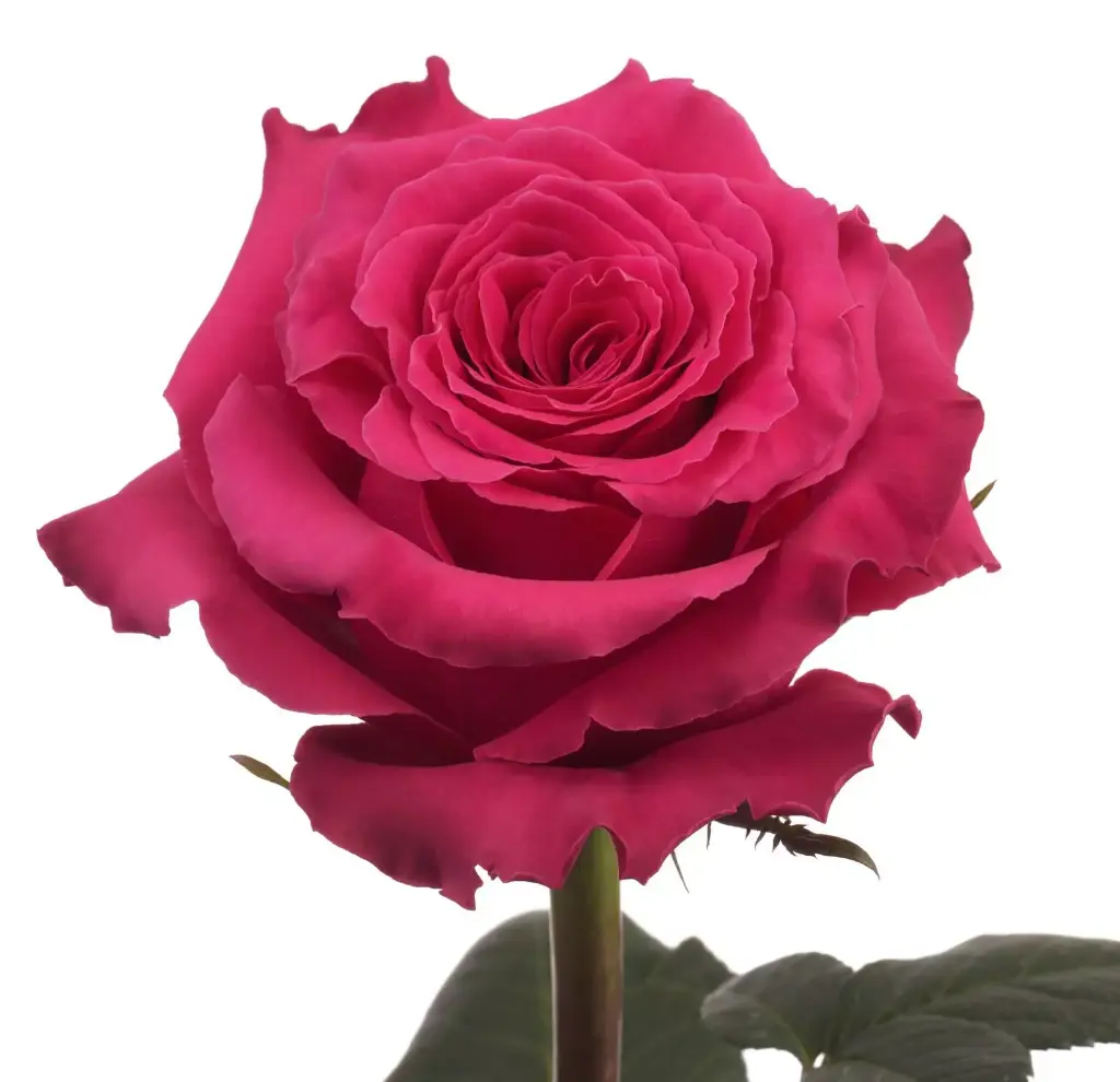  Roses 50cm Hot Pink Full Monty