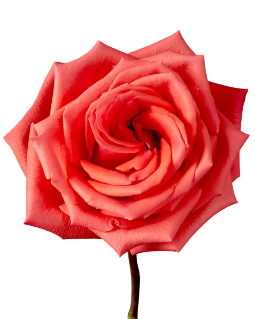  Roses 50cm Orange Cayanne