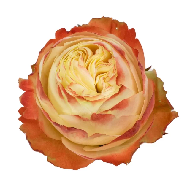 Roses 50cm Orange Karma