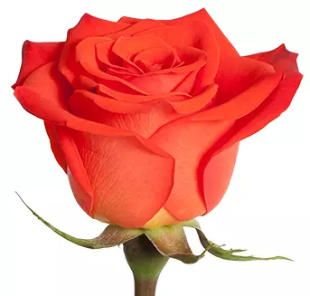  Roses 50cm Orange Nina