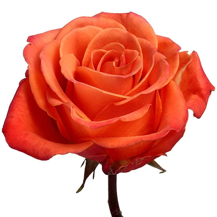  Roses 50cm Orange Orange Crush