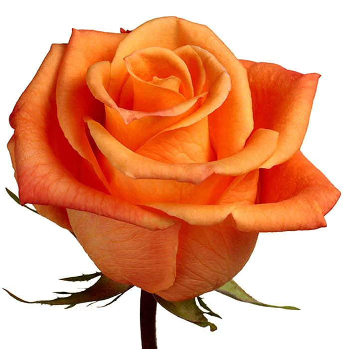  Roses 50cm Orange Orange Unique