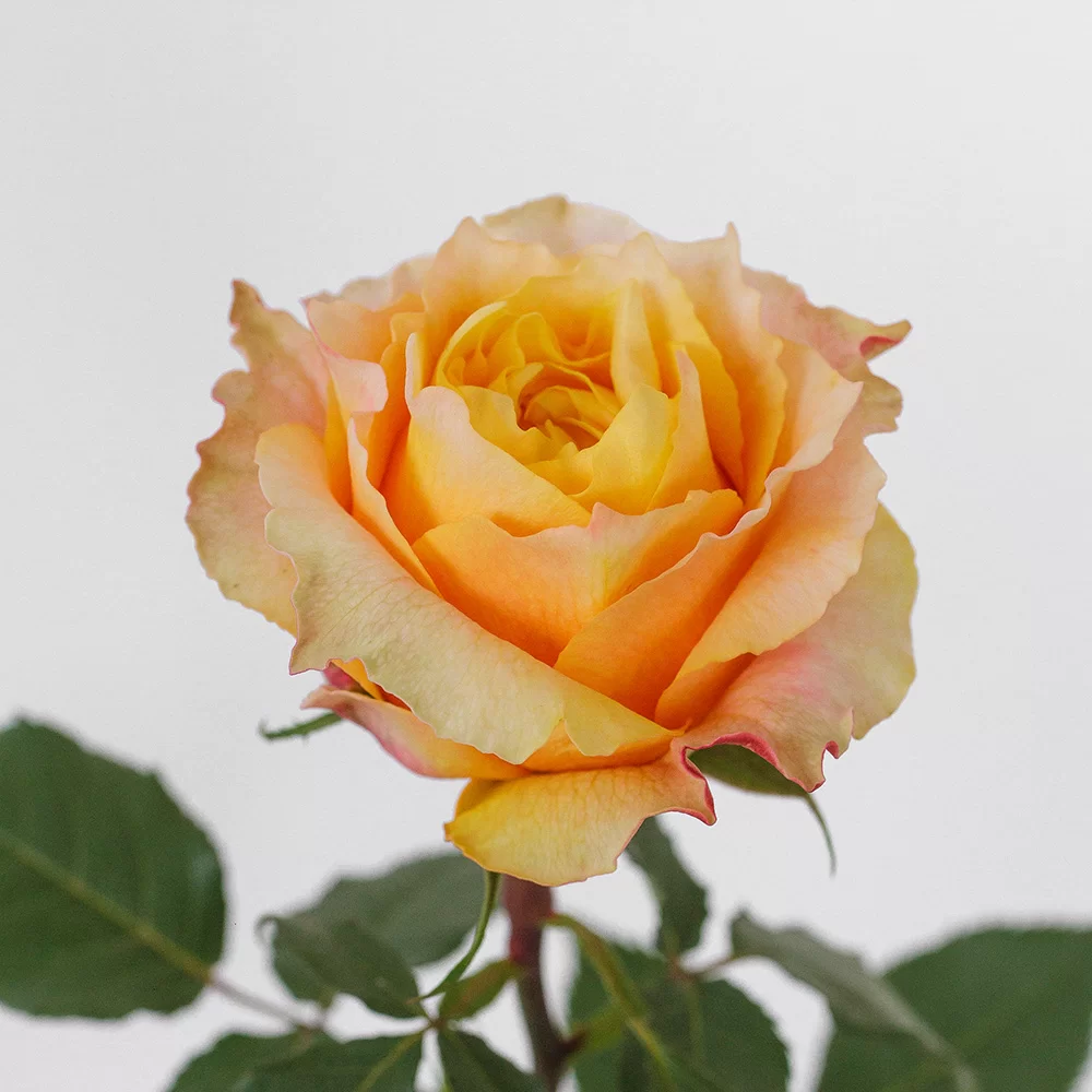  Roses 50cm Orange Shine On