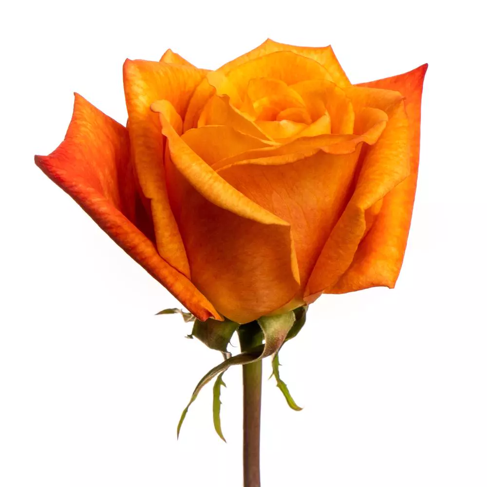  Roses 50cm Orange Sunset Glory