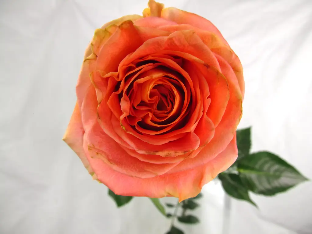  Roses 50cm Orange Wild Spirit