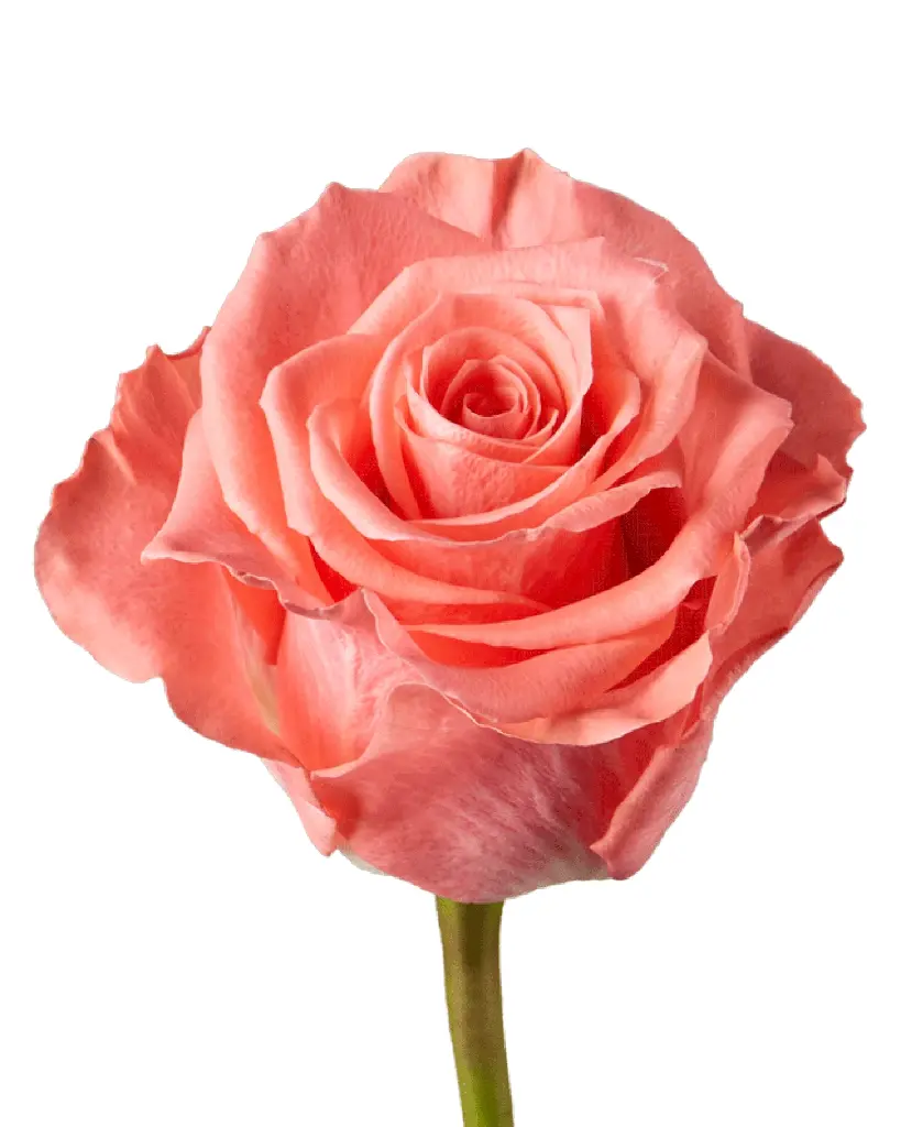  Roses 50cm Peach Amsterdam