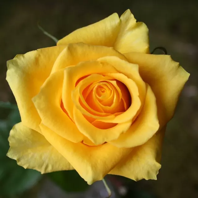 Roses 50cm Yellow Tara