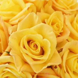  Roses 60cm Yellow Skyline