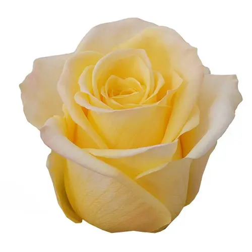  Roses 60cm Yellow Skyline