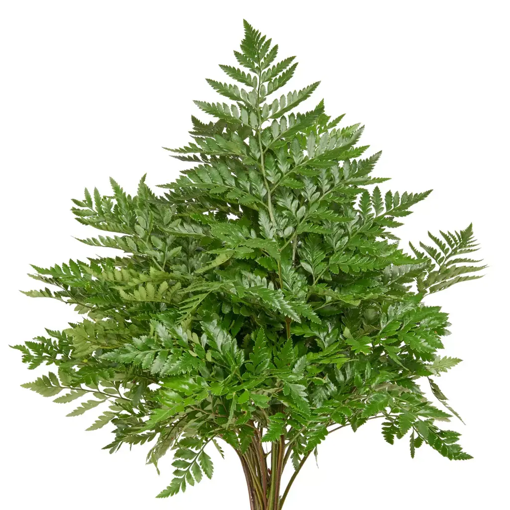 Greenery Leather Leaf Florida