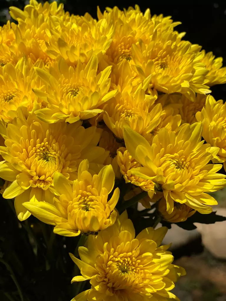 Chrysanthemum Cushion Yellow 