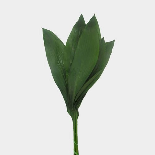 Greenery Aspidistra Green