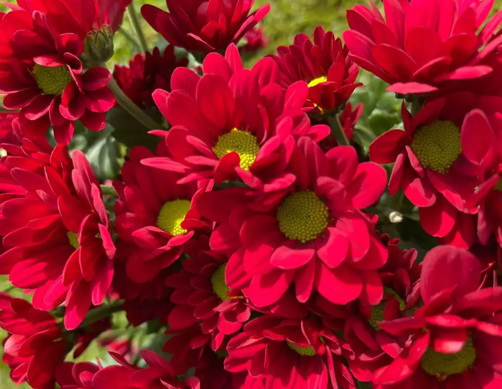 Chrysanthemum Daisy Red 