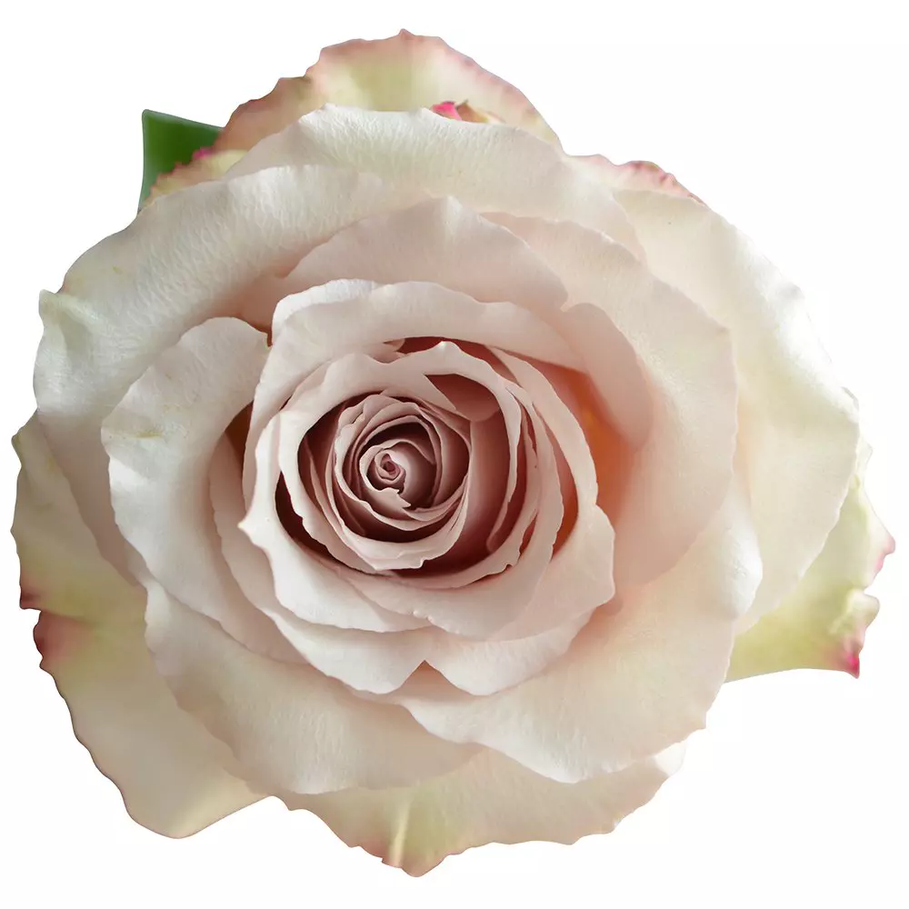 Roses 50cm Peach Quicksand