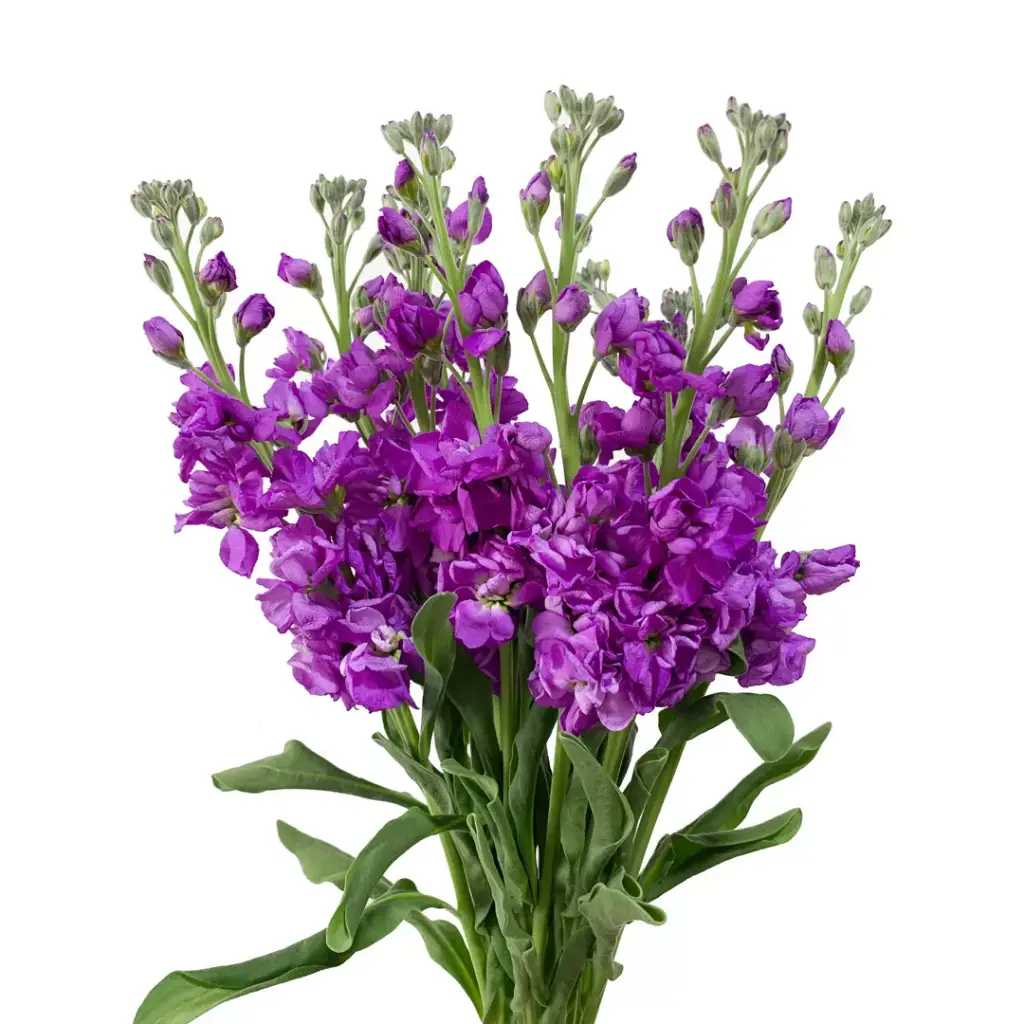 Stock 70cm Purple