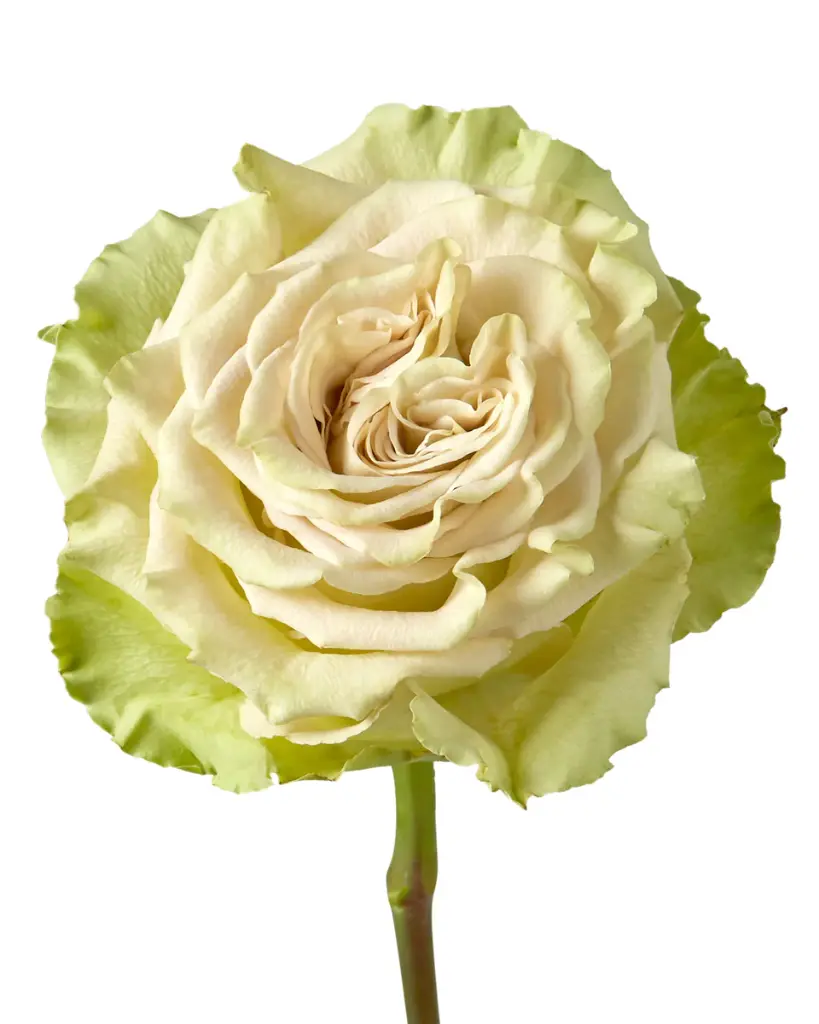 Roses Premium Green Matcha