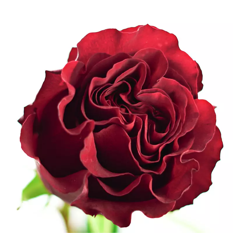  Roses 50cm Garden Like Red Hearts