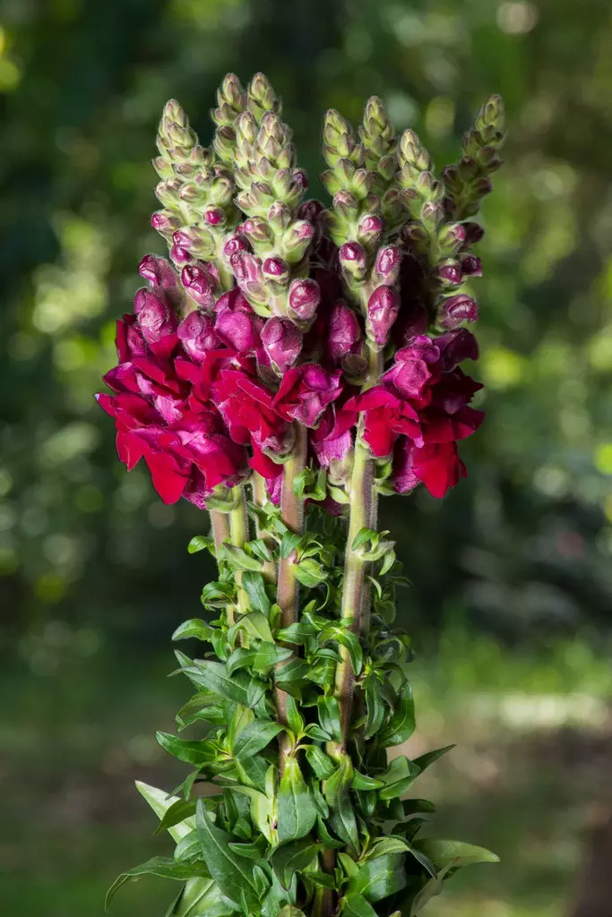 Snapdragons Perfection Burgundy