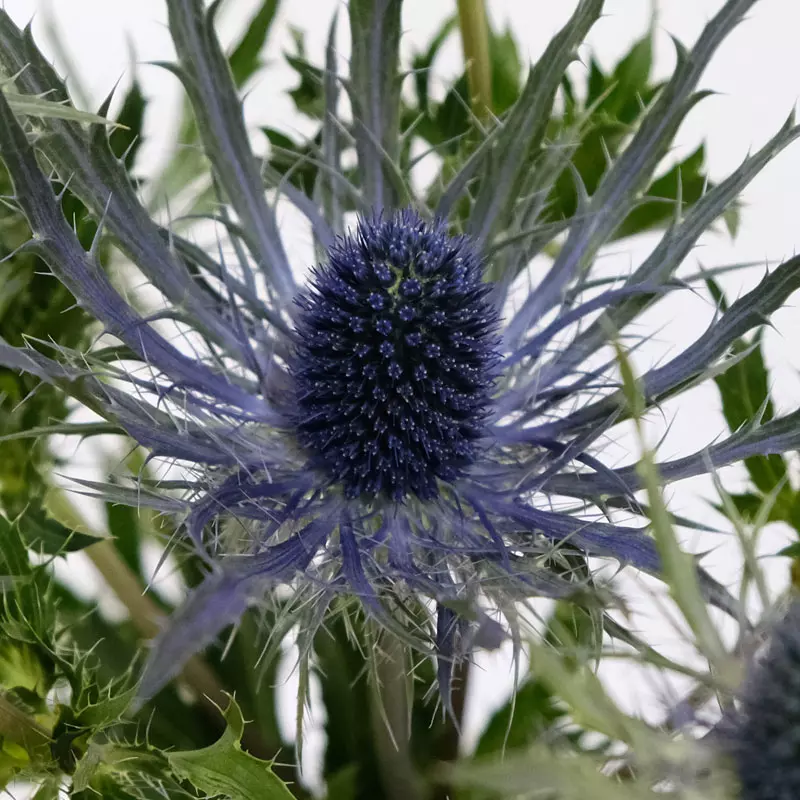 Eryngium Blue 70 cm