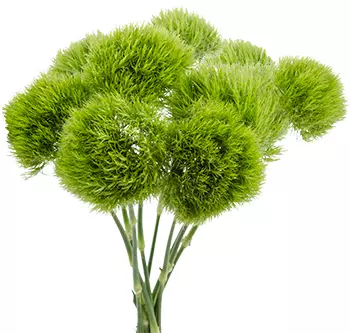 Green Ball 
