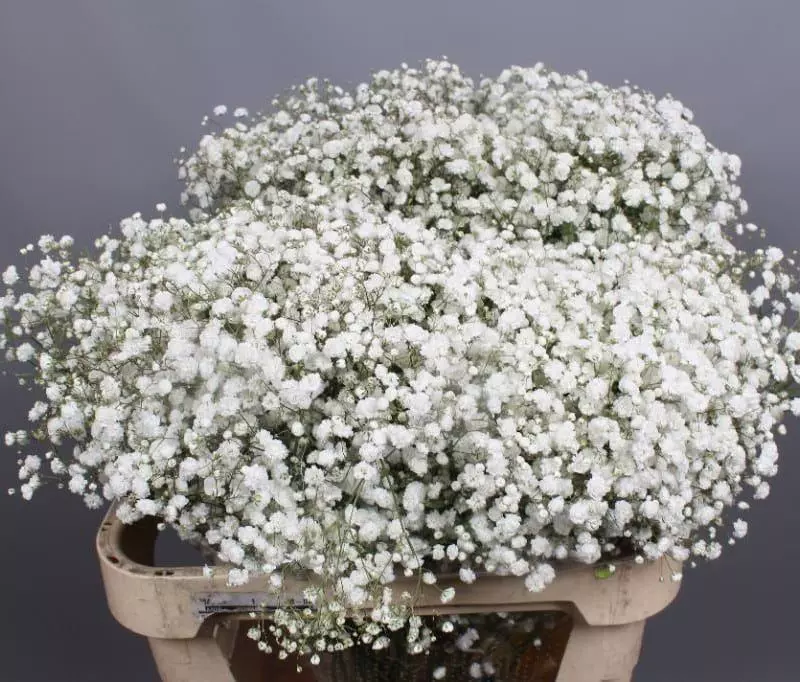 Baby's Breath Gypsophila Excellence 250 gr