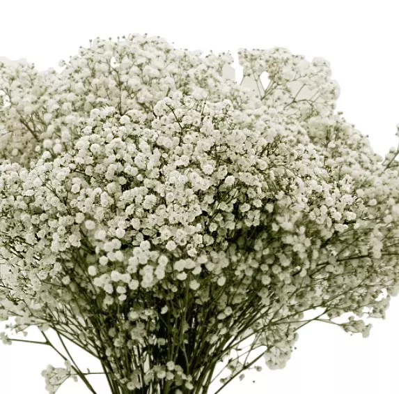 Baby's Breath Gypsophila Discovery