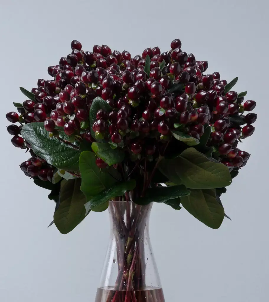 Hypericum Spray Burgundy 70 CM