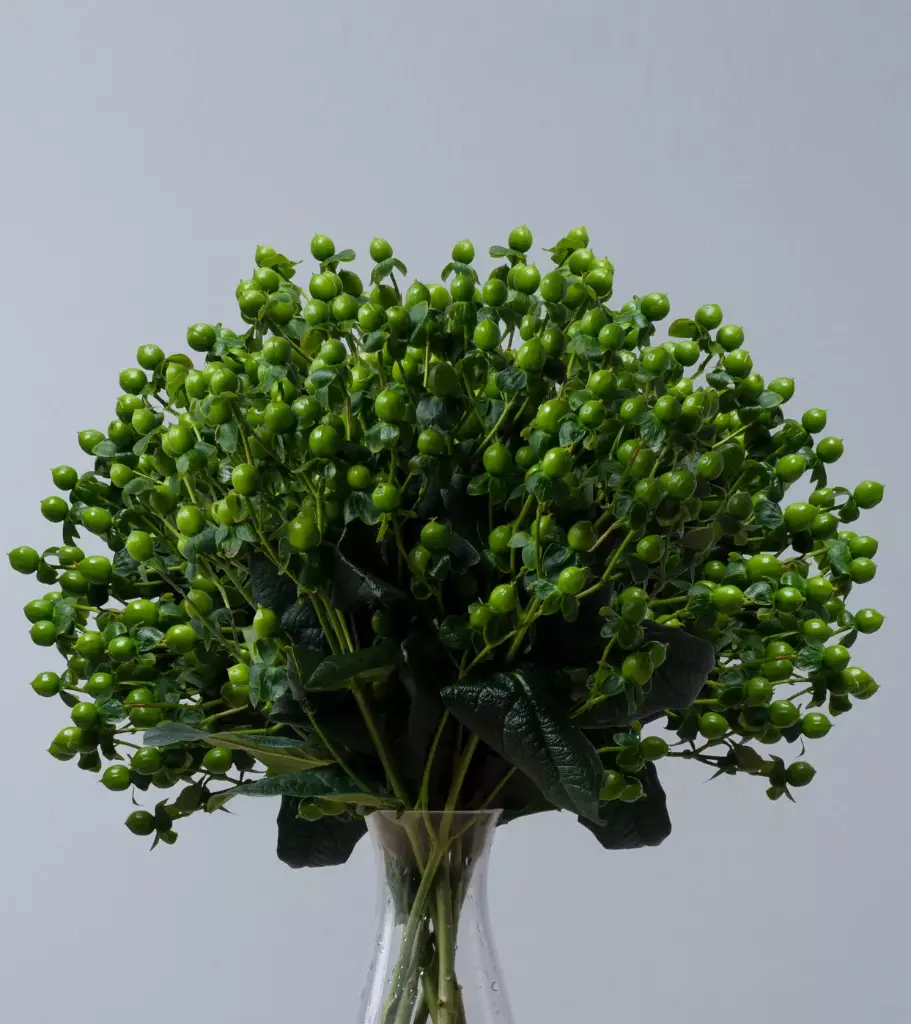 Hypericum Spray Green 70 CM