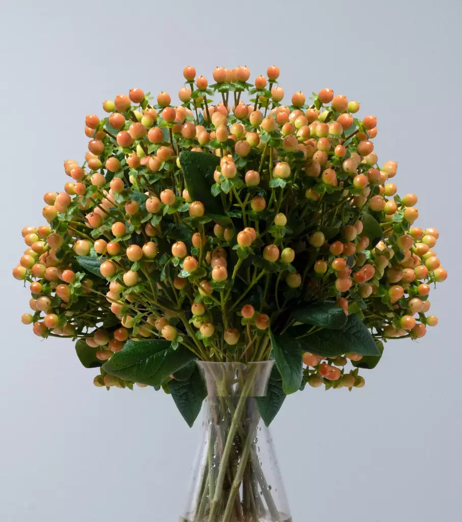 Hypericum Spray Peach 70 CM