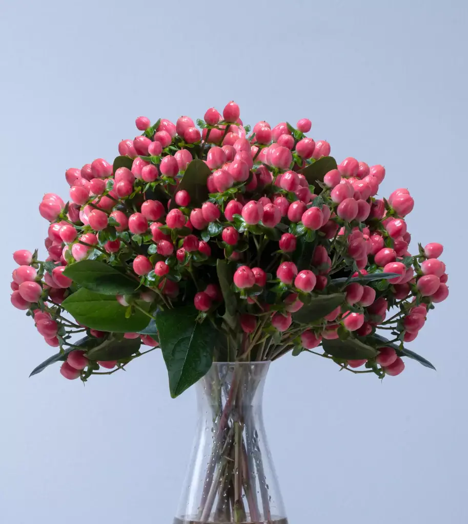 Hypericum Spray Pink 70 CM