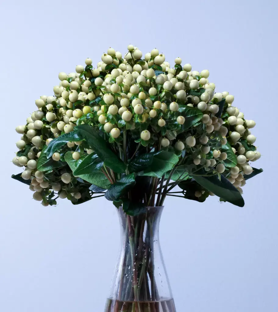 Hypericum Spray White 70 CM