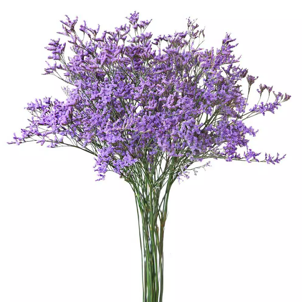 Filler Limonium Blue 70 CM