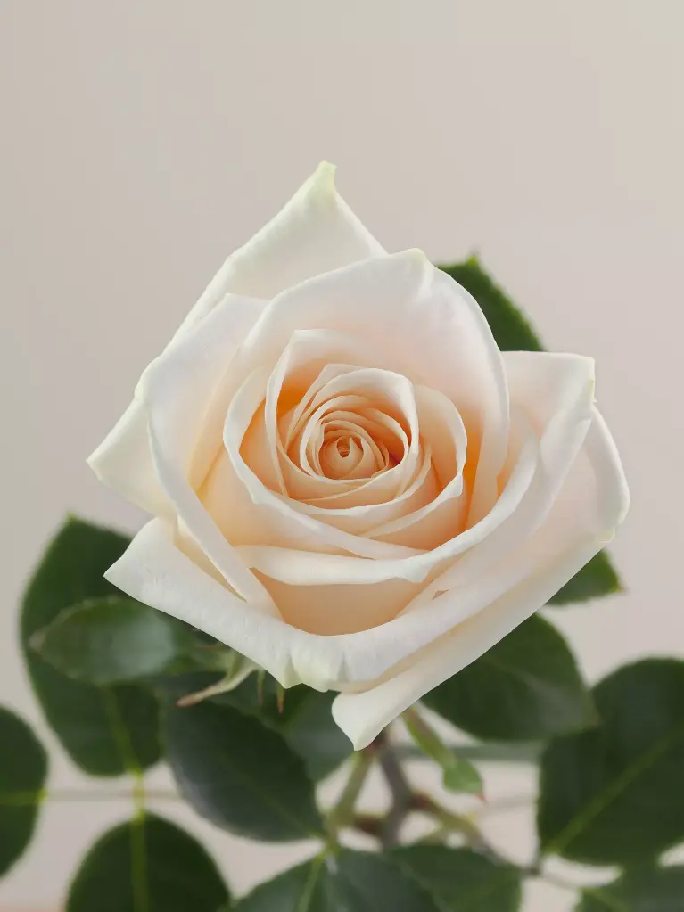  Roses 50cm Peach Soul