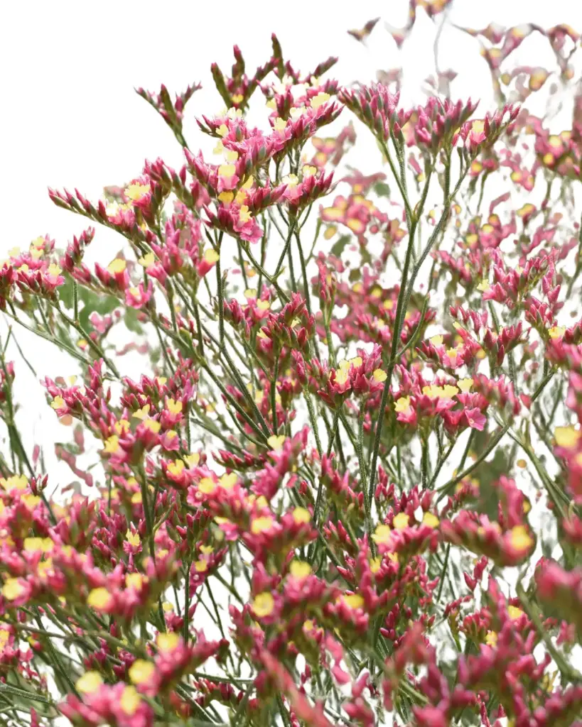 Limonium  Pink  Beauty 