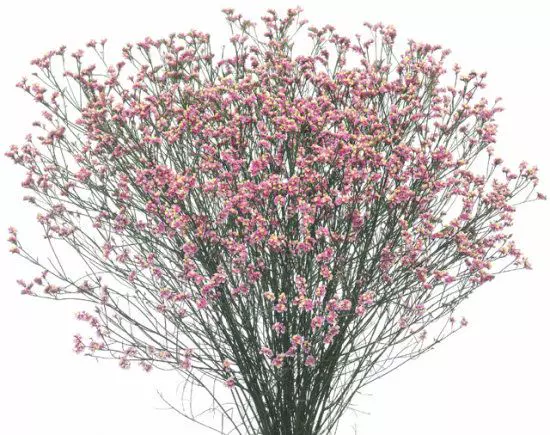 Limonium Hot Pink 70 CM