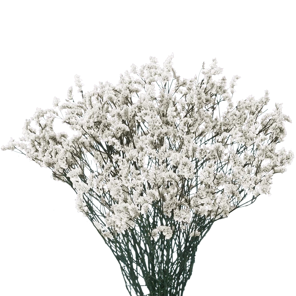 Limonium Tip Top White 70 CM
