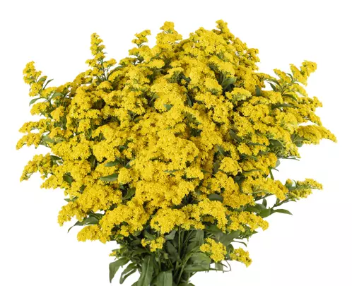 Solidago Golden Glory 70 cm