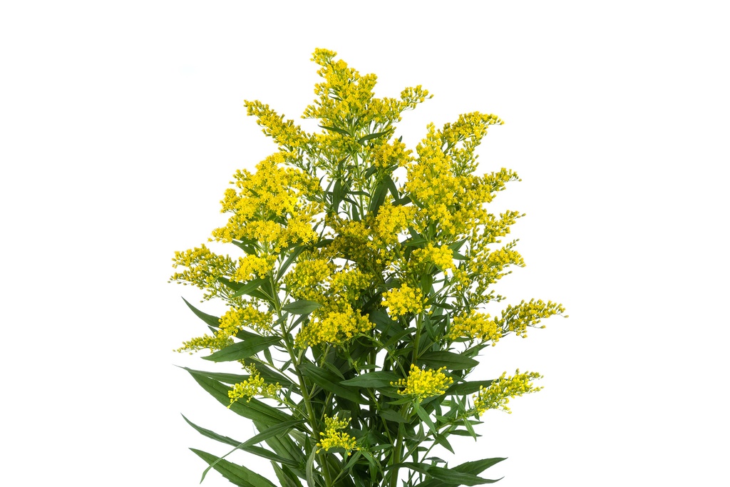 Solidago Tara