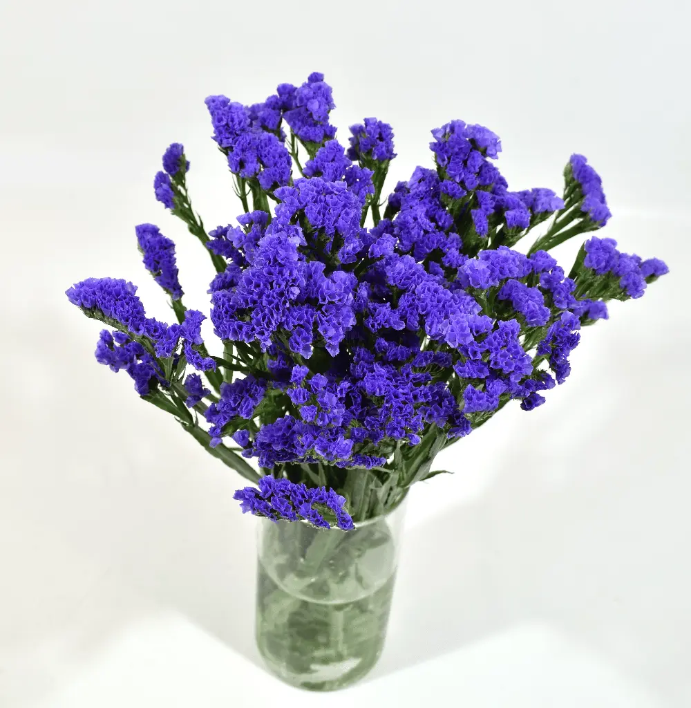 Statice Blue