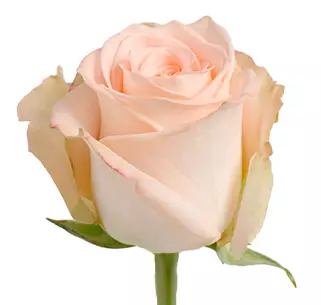  Roses 50cm Peach Tiffany