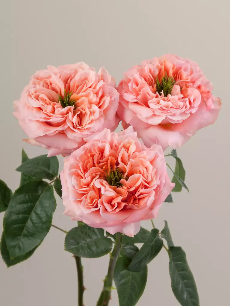  Roses 50cm Garden Like Orange Mandarin Xpression