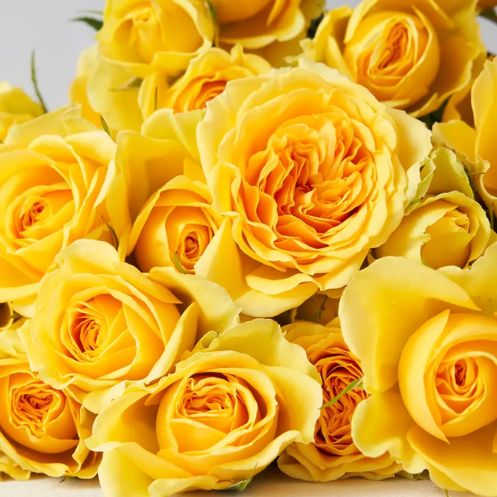  Spray Roses 50cm Yellow