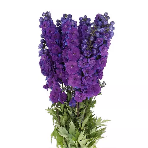 Delphinium 90cm Purple