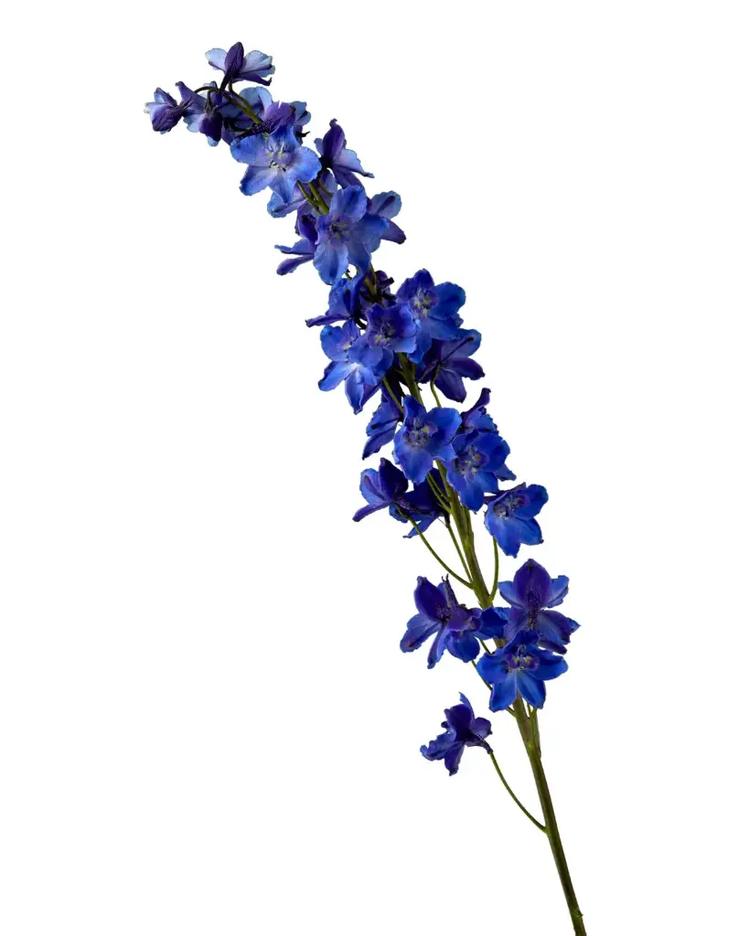 Delphinium 90cm Purple