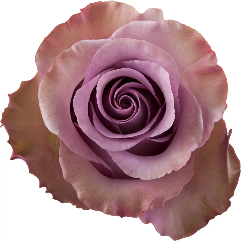 Roses 60cm Lavender Govinda