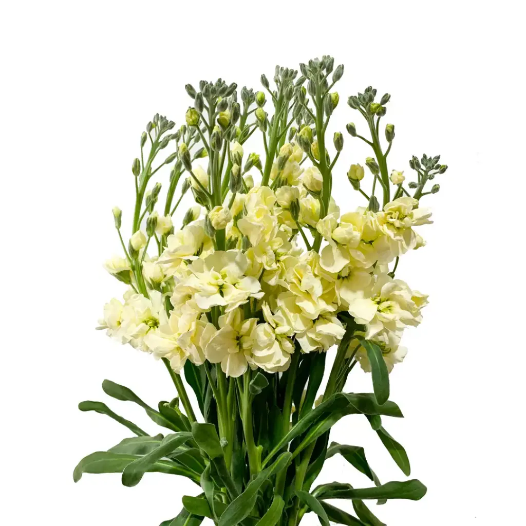 Stock 70cm Yellow